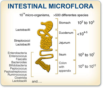 intestinal-microflora-4101